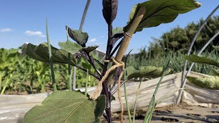 ナス植えたら最初にコレやるだけで株から個収穫できます本仕立て〜芽かき〜誘引【ナスの育て方・栽培方法】23/5/2