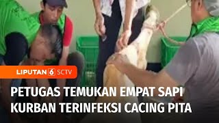 Petugas DKPP Surabaya Temukan Sapi Kurban Terkena Cacing Hati | Liputan 6