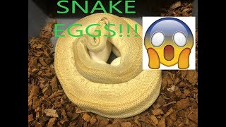 My Snake Laid eggs?! What now? ( BALL PYTHONS ) Profile