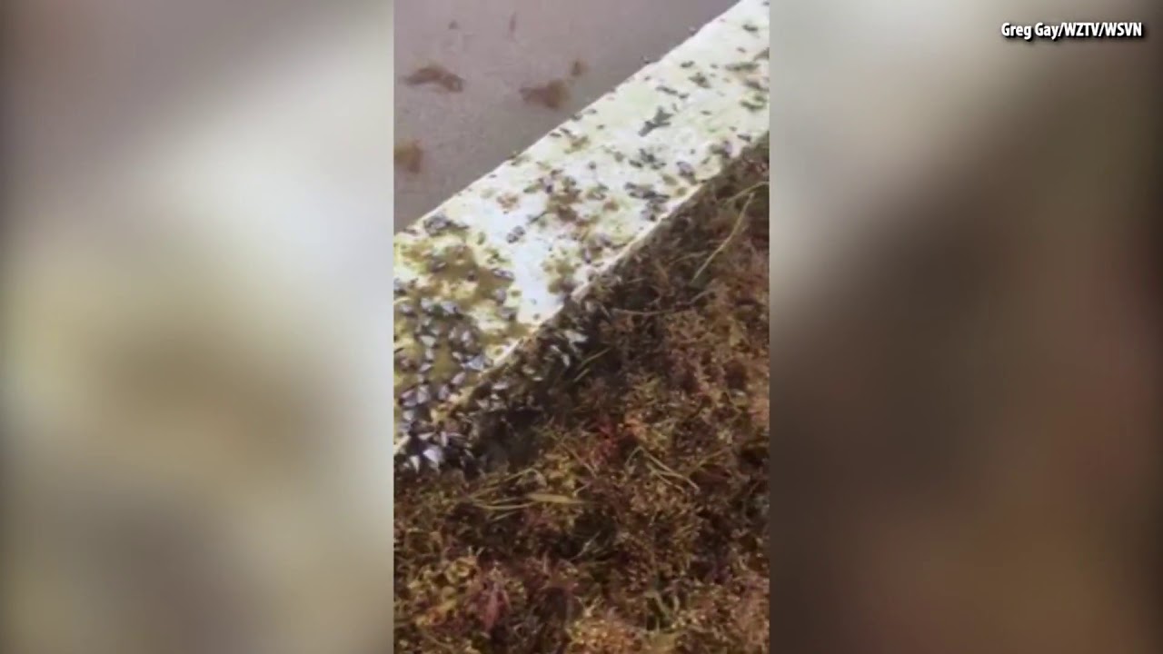 Mysterious cross washes up on Florida beach