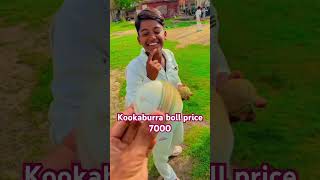 #kookaburra #boll#price
