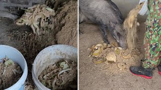 Boosting Wild Boar Farming Efficiency with Banana Tree Feed