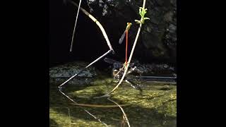 Download Lagu 翠胸黃蟌 リュウキュウベニイトトンボ orange tailed sprite [22/10/09] MP3