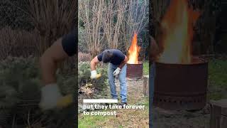 How to compost a Christmas tree 🌲🔥