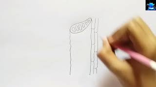 how to draw well labelled diagram of xylem tissue | how to draw structure of xylem tissue diagram
