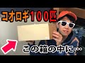amazonでコオロギを１００匹買ってみたところ・・・