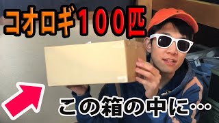 amazonでコオロギを１００匹買ってみたところ・・・