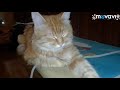 #shorts#смешные котики#,Марсикспит#,