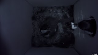 Nestbox 20200428 / 12:00-18:00 - 2967 frames with movement