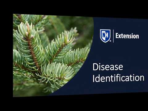 Video: Identifisering van vrugteboomsiektes: algemene siektesimptome by vrugtebome