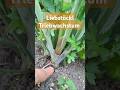 Liebstöckl, Triebwachstum pt 2 #garden