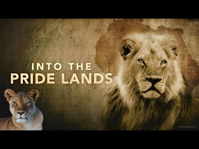 🦁 Lion Pride: | Hide & Seek | 🌱 Wildlife Documentary 🐆 - YouTube
