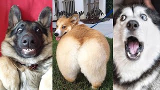 ⚠️ You will get STOMACH ACHE FROM LAUGHING SO HARD 🤣🐶 - Funny Dog Videos 2021 by Funny Animals Compilation 14 views 2 years ago 4 minutes, 50 seconds