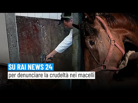 Denunciata la crudeltà nel macello Zerbini e Ragazzi | Rai News 24