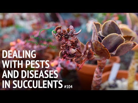#104 These are the common pests and diseases affecting succulents