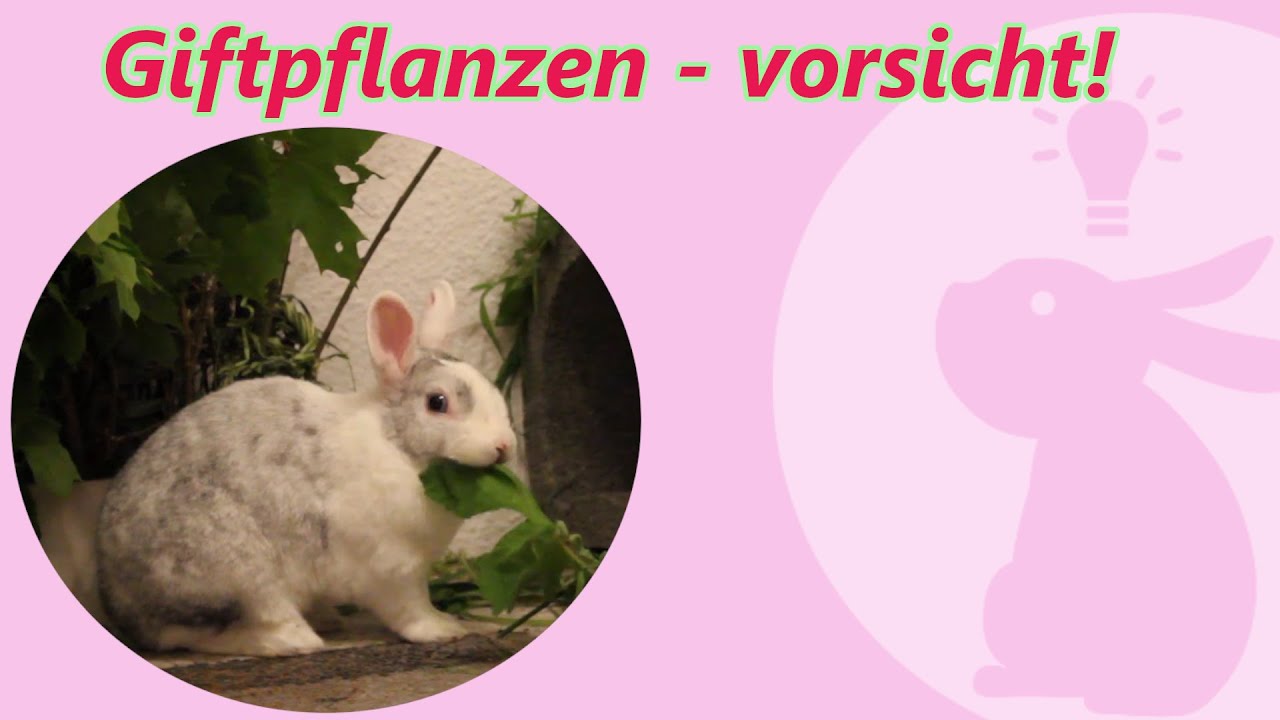 Giftige Pflanzen für Kaninchen mit Bildern: Ein Leitfaden für verantwortungsvolle Kaninchenbesitzer