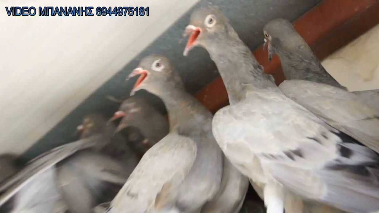 ΠΕΡΙΣΤΕΡΙΑ ΒΟΥΤΕΣ ΚΑΜΑΛΗΣ ΠΙΤΣΟΥΝΙΑ 2013