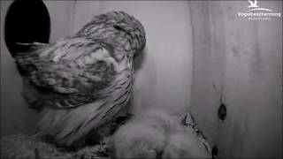 Bosuil Kuikens Ruziën Om Een Muis Beleef De Lente Vogelbescherming Nederland