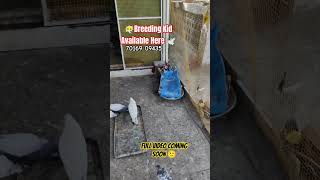 Breeding Kid Available Here..? Golden Pigeon Loft