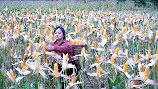 Harvesting the New Corn Crop | Farming Work of the Local People - Chúc Tòn Bình