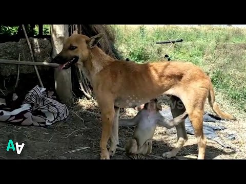 Dog Adopts Abandoned Baby Monkey in India