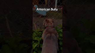 Наша Булочка) #mypet #ambull #семья #тоска #амбулли