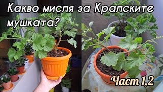 картинка: Отговор на една жена! | Развитие, грижа и къде е проблема при нея?! 
