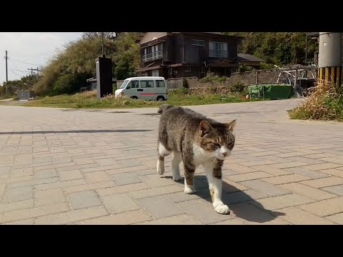遠くからモフられに歩いてくる野良猫