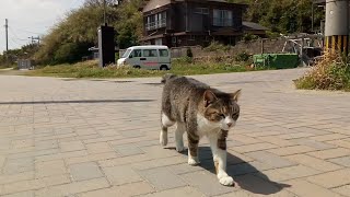 遠くからモフられに歩いてくる野良猫