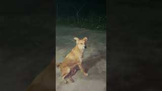 🤣🧿 #funny #animallife #viralvideo #dog #pets #zadoo #trending #shorts