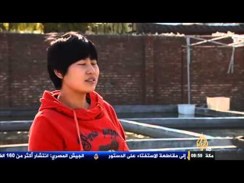 الأسماك الذهبية من رموز الثقافة الصينية 