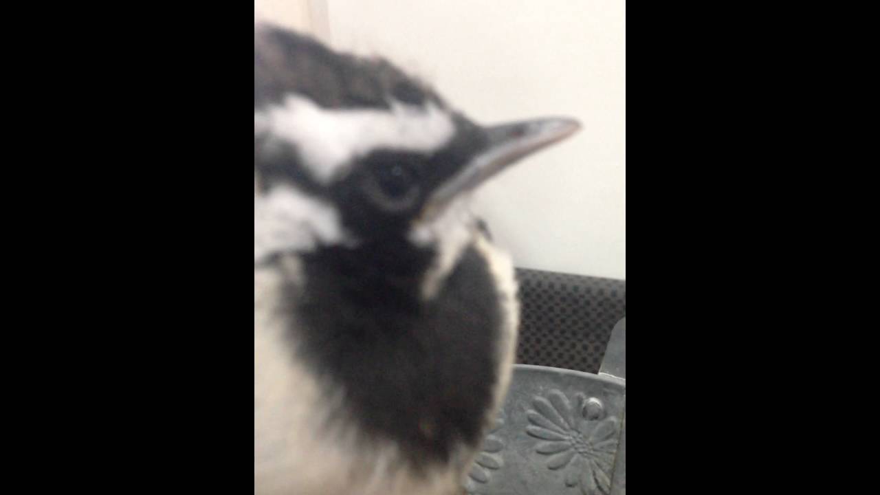 camera iphone 8 plus apk The magpie lark meets the cockatiel