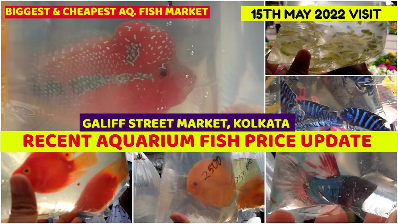 Recent Aquarium Fish Price Update Galiff Street Cheapest Fish Market Kolkata 15th May 2022