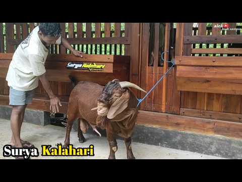 Kambing Kalahari