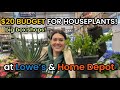 20 budget lowes  home depot plant shopping  big box house plant shopping  plant haul