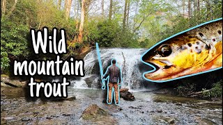 Exploring South Carolina's Hidden Gem Trout Streams
