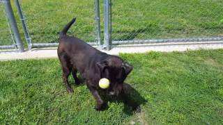 TEX - 7yr lab-rottie mix, neutered male