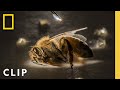 Anand Varma Captures a Honey Bee Story | Photographer | National Geographic