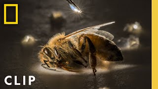 Anand Varma Captures a Honey Bee Story | Photographer | National Geographic by National Geographic 18,964 views 19 hours ago 4 minutes, 3 seconds