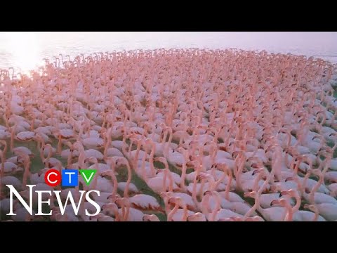 Mesmerizing flock of flamingos filmed by drone in Kazakhstan