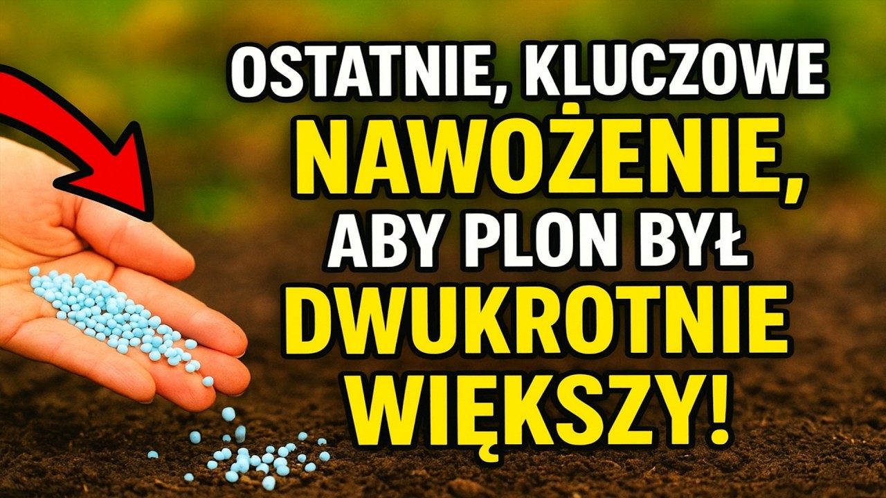 Ostatnie, KLUCZOWE nawożenie, aby plon był DWUKROTNIE większy! Co zastosować do gleby JUŻ TERAZ?