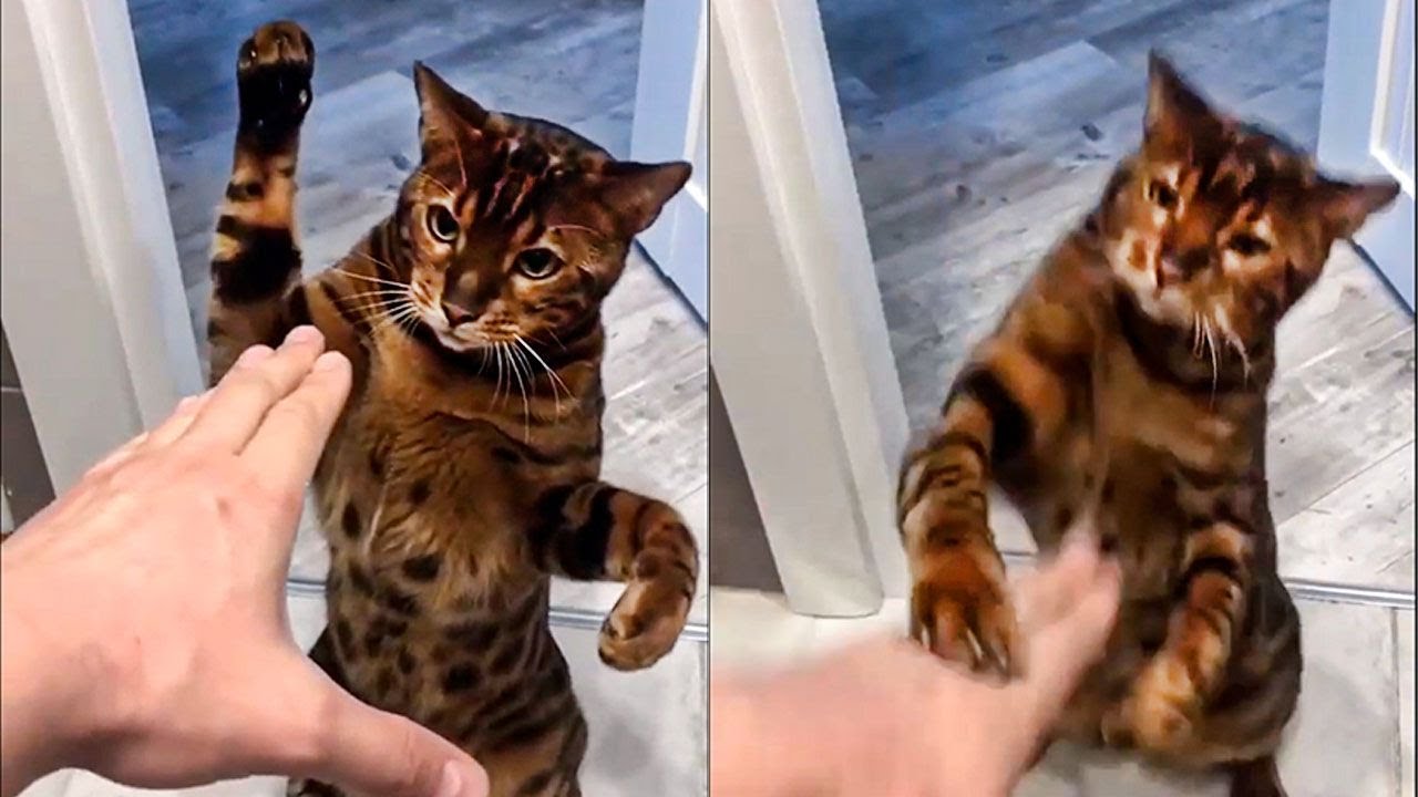 Boxing Cat With His Owner - Funny Cat Reaction Videos | Super Cats