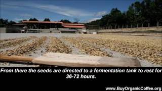 What Is Organic Coffee Fruit?