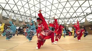 須賀IZANAI連 第19回YOSAKOIかすや祭り メイン会場