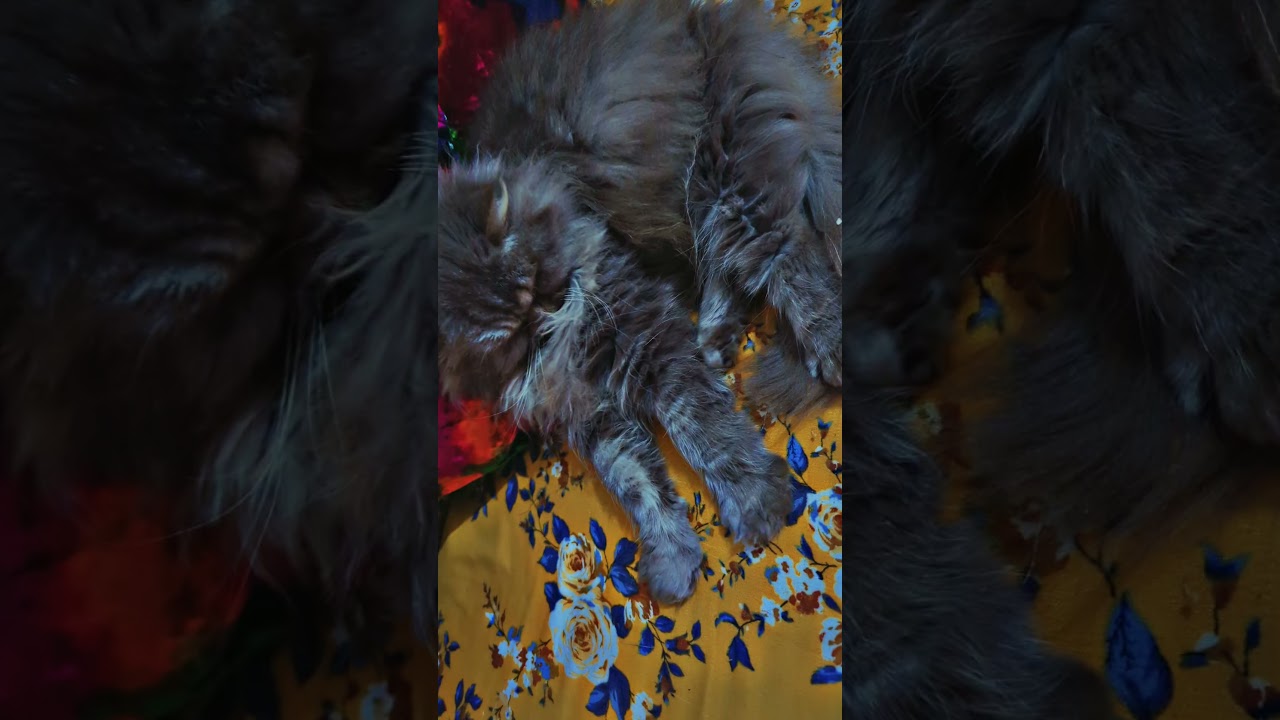 Suzi is feeling crazy 