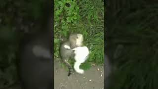kucing kawin
