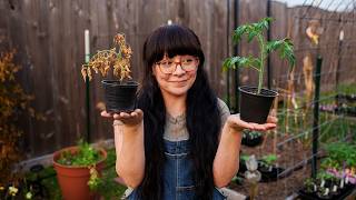 The #1 Mistake Killing Your Tomato Seedlings (And My 7-Day Fix)