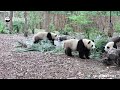 Bamboo Heist Gone Wrong, Someone Else Took The Easy Win | iPanda