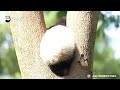Bamboo Heist Gone Wrong, Someone Else Took The Easy Win | iPanda