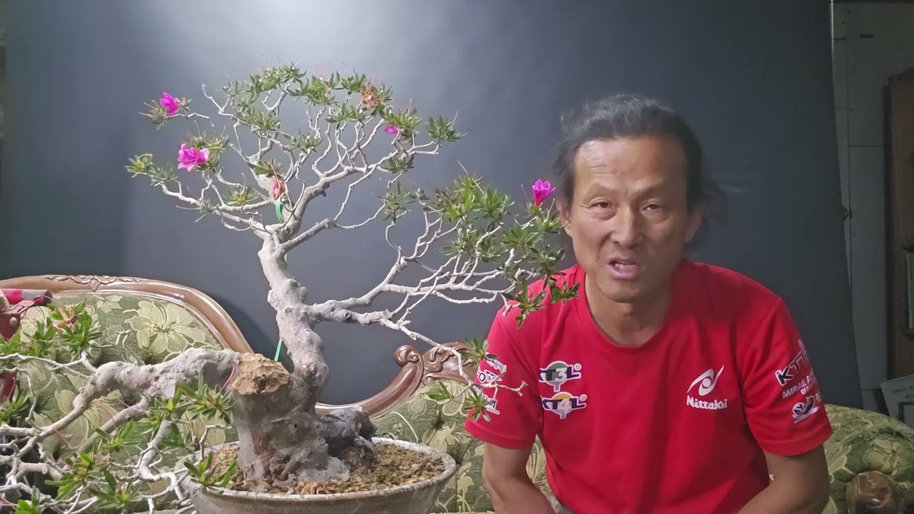 철쭉을 키우면서 이렇게 해보세요 그러면 나도 전문가.